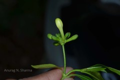 Morinda tinctoria